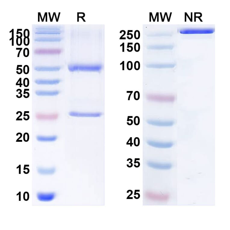 SDS-PAGE - Anti-NRG1 Antibody [JK7] Biosimilar - BSA and Azide free (A340148) - Antibodies.com