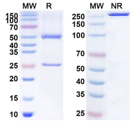 SDS-PAGE - Anti-Neuropilin-1 Antibody [ASP1948] Biosimilar - BSA and Azide free (A340149) - Antibodies.com