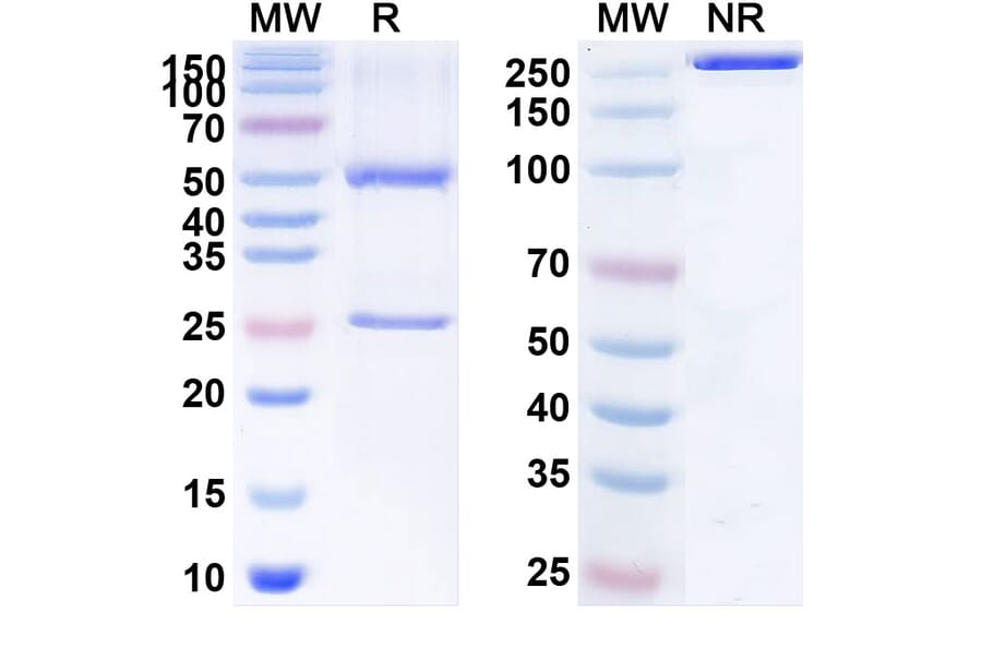 SDS-PAGE - Anti-Neuropilin-1 Antibody [ASP1948] Biosimilar - BSA and Azide free (A340149) - Antibodies.com