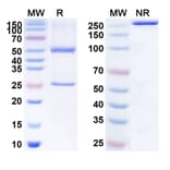 SDS-PAGE - Anti-Neuropilin-1 Antibody [ASP1948] Biosimilar - BSA and Azide free (A340149) - Antibodies.com