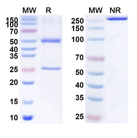 SDS-PAGE - Anti-CD73 Antibody [BMS-986179] Biosimilar - BSA and Azide free (A340150) - Antibodies.com