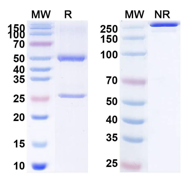 SDS-PAGE - Anti-CD73 Antibody [BC1] Biosimilar - BSA and Azide free (A340151) - Antibodies.com