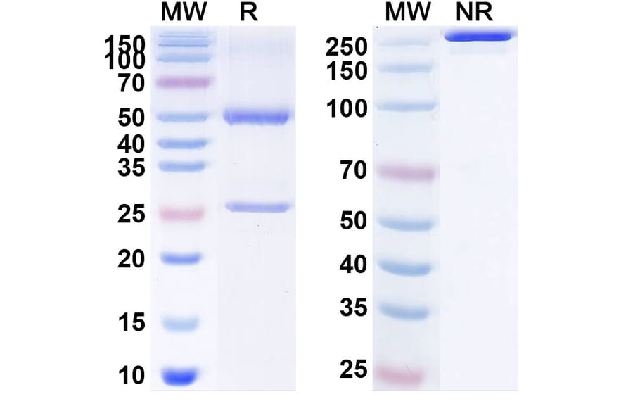 SDS-PAGE - Anti-CD73 Antibody [JAB-BX12] Biosimilar - BSA and Azide free (A340152) - Antibodies.com