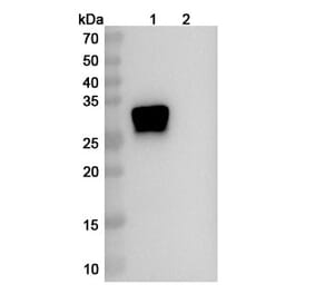 SDS-PAGE - Anti-Oncostatin M Antibody [GSK315234] Biosimilar - BSA and Azide free (A340153) - Antibodies.com