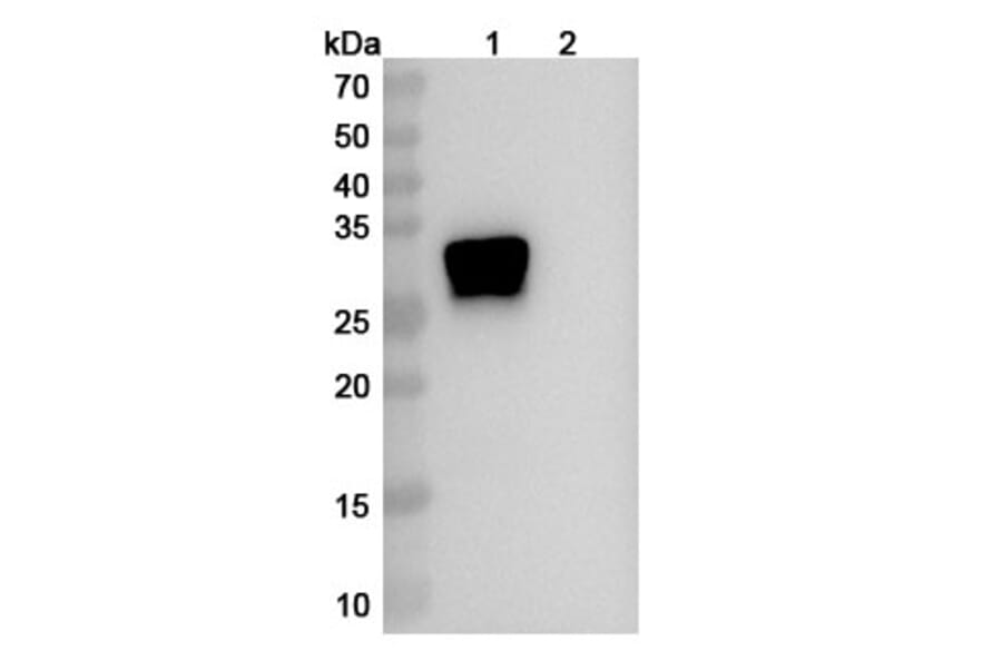 SDS-PAGE - Anti-Oncostatin M Antibody [GSK315234] Biosimilar - BSA and Azide free (A340153) - Antibodies.com