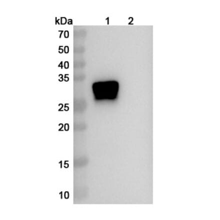 SDS-PAGE - Anti-Oncostatin M Antibody [GSK315234] Biosimilar - BSA and Azide free (A340153) - Antibodies.com