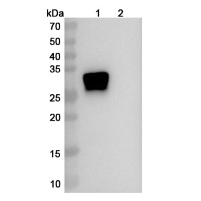 SDS-PAGE - Anti-Oncostatin M Antibody [GSK315234] Biosimilar - BSA and Azide free (A340153) - Antibodies.com