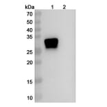 SDS-PAGE - Anti-Oncostatin M Antibody [GSK315234] Biosimilar - BSA and Azide free (A340153) - Antibodies.com