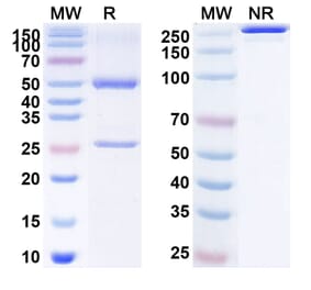 SDS-PAGE - Anti-Oncostatin M Antibody [GSK 233811] Biosimilar - BSA and Azide free (A340154) - Antibodies.com