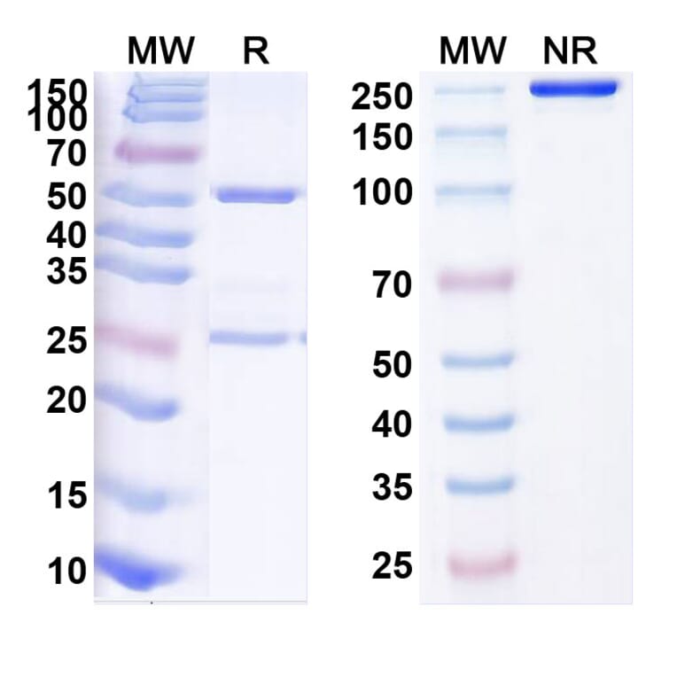 SDS-PAGE - Anti-Osteopontin Antibody [ASK87] Biosimilar - BSA and Azide free (A340155) - Antibodies.com