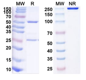 SDS-PAGE - Anti-CD134 Antibody [BAT626] Biosimilar - BSA and Azide free (A340157) - Antibodies.com