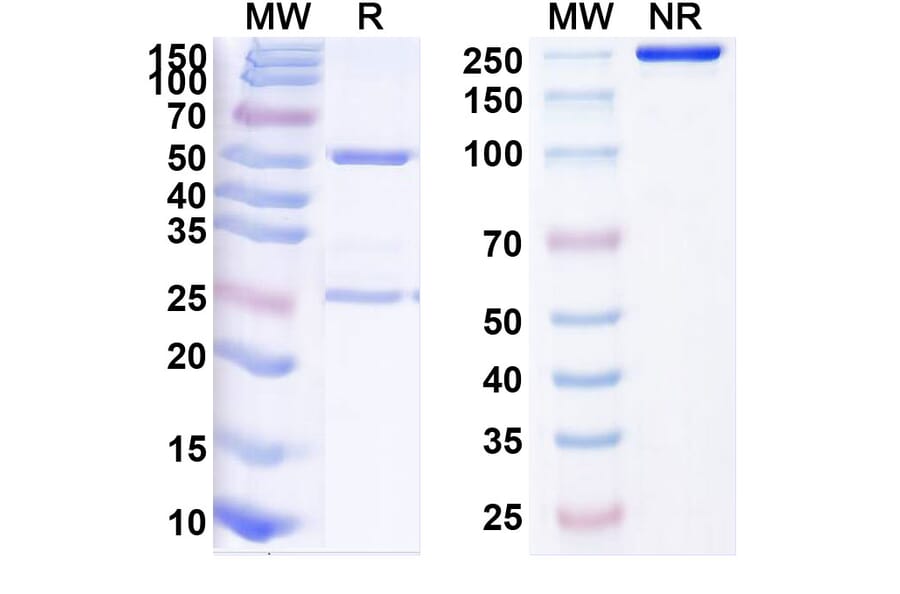 SDS-PAGE - Anti-CD134 Antibody [BAT626] Biosimilar - BSA and Azide free (A340157) - Antibodies.com