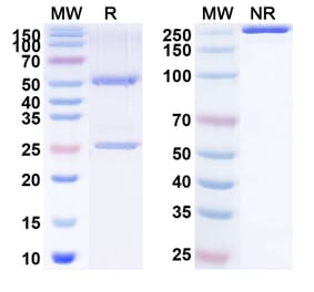 SDS-PAGE - Anti-CD134 Antibody [INBRX-16] Biosimilar - BSA and Azide free (A340159) - Antibodies.com