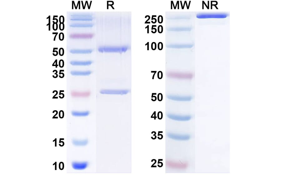 SDS-PAGE - Anti-CD134 Antibody [INBRX-16] Biosimilar - BSA and Azide free (A340159) - Antibodies.com