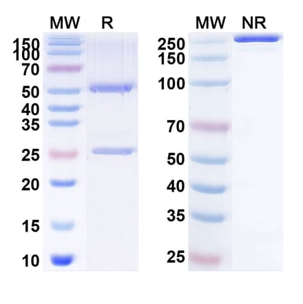 SDS-PAGE - Anti-CD134 Antibody [INBRX-16] Biosimilar - BSA and Azide free (A340159) - Antibodies.com