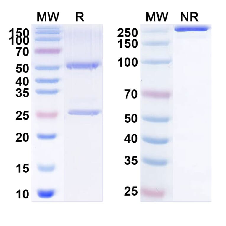 SDS-PAGE - Anti-CD134 Antibody [INBRX-16] Biosimilar - BSA and Azide free (A340159) - Antibodies.com