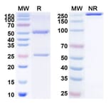 SDS-PAGE - Anti-CD134 Antibody [YH-2] Biosimilar - BSA and Azide free (A340160) - Antibodies.com