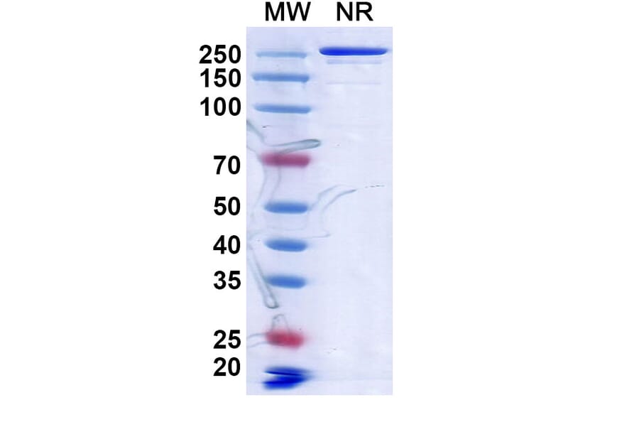 SDS-PAGE - Anti-CD134 Antibody [MSB13] Biosimilar - BSA and Azide free (A340163) - Antibodies.com