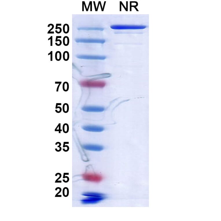 SDS-PAGE - Anti-CD134 Antibody [MSB13] Biosimilar - BSA and Azide free (A340163) - Antibodies.com