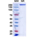 SDS-PAGE - Anti-CD134 Antibody [MSB13] Biosimilar - BSA and Azide free (A340163) - Antibodies.com