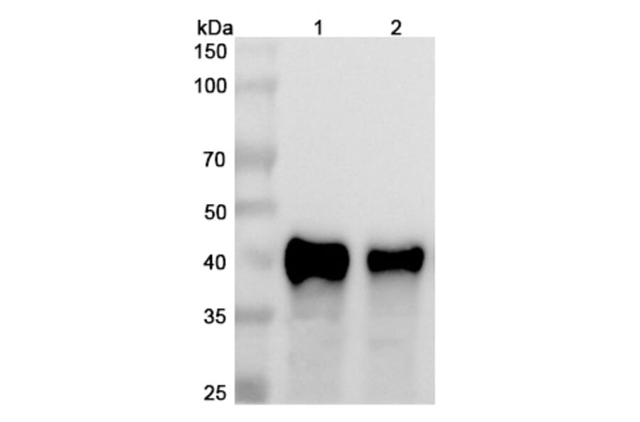 SDS-PAGE - Anti-CD134 Antibody [MSB13] Biosimilar - BSA and Azide free (A340163) - Antibodies.com