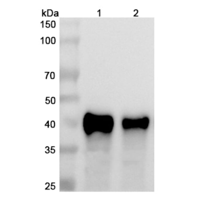 SDS-PAGE - Anti-CD134 Antibody [MSB13] Biosimilar - BSA and Azide free (A340163) - Antibodies.com