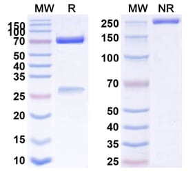 SDS-PAGE - Anti-CD134 Antibody [MEDI 6469] Biosimilar - BSA and Azide free (A340164) - Antibodies.com