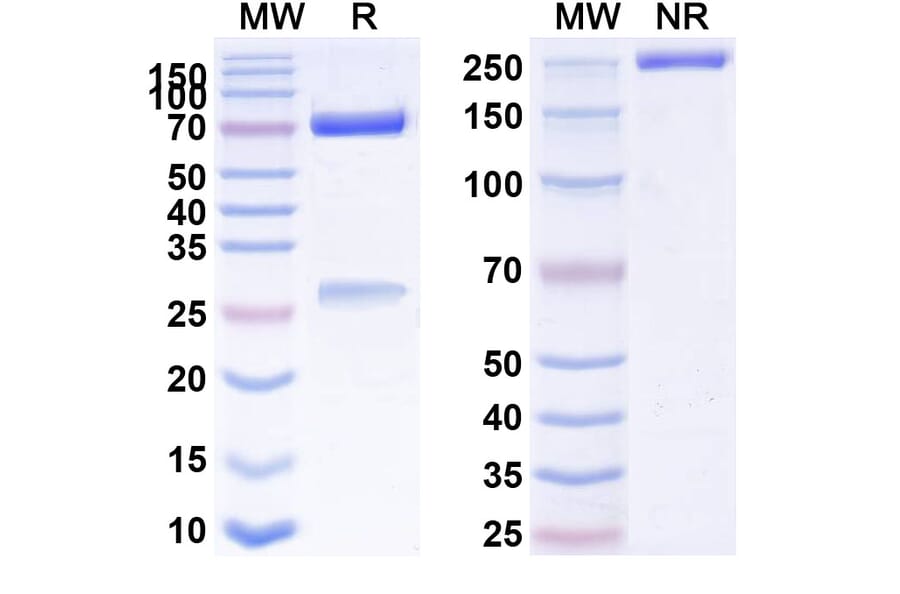 SDS-PAGE - Anti-CD134 Antibody [MEDI 6469] Biosimilar - BSA and Azide free (A340164) - Antibodies.com