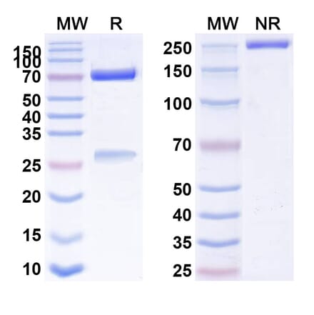 SDS-PAGE - Anti-CD134 Antibody [MEDI 6469] Biosimilar - BSA and Azide free (A340164) - Antibodies.com