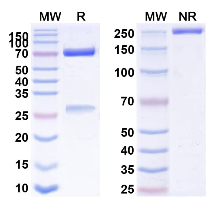 SDS-PAGE - Anti-CD134 Antibody [MEDI 6469] Biosimilar - BSA and Azide free (A340164) - Antibodies.com