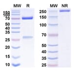 SDS-PAGE - Anti-CD134 Antibody [MEDI 6469] Biosimilar - BSA and Azide free (A340164) - Antibodies.com