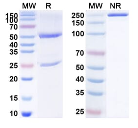 SDS-PAGE - Anti-CD134 Antibody [ZL-111] Biosimilar - BSA and Azide free (A340165) - Antibodies.com