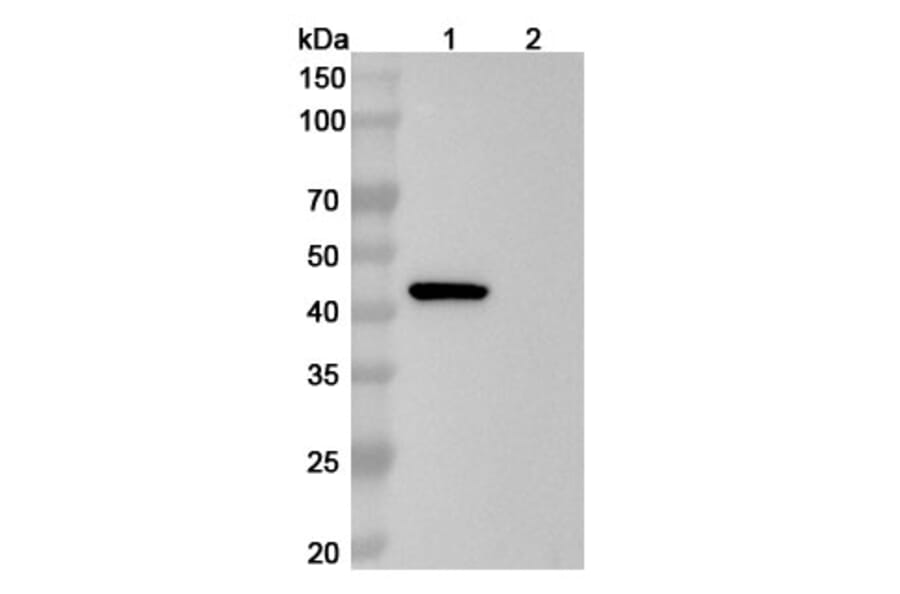 SDS-PAGE - Anti-PAI 1 Antibody [CT14] Biosimilar - BSA and Azide free (A340166) - Antibodies.com