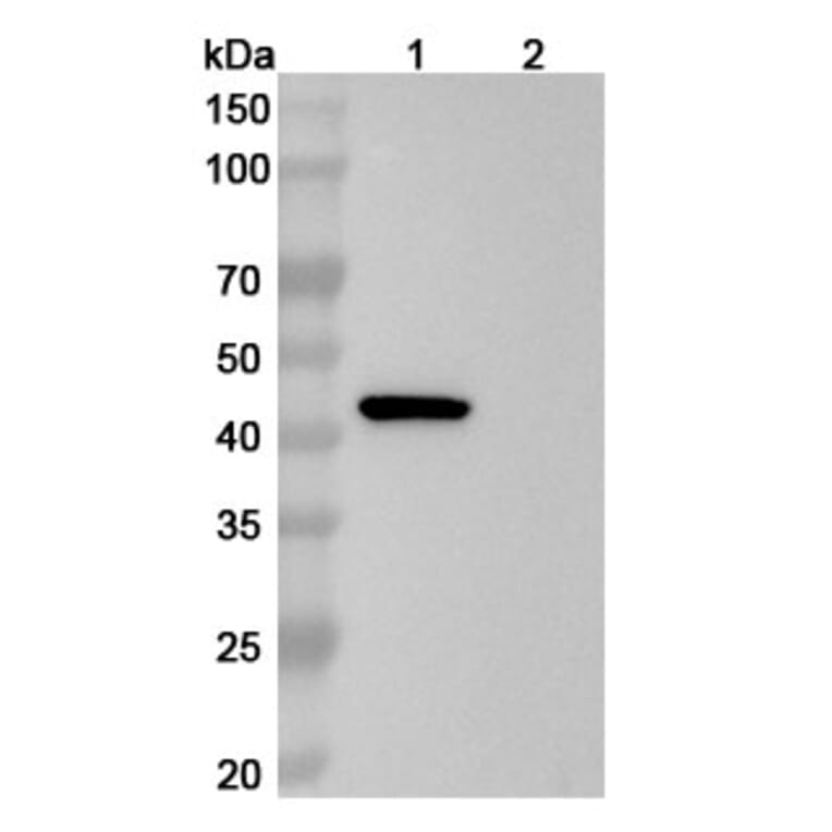 SDS-PAGE - Anti-PAI 1 Antibody [CT14] Biosimilar - BSA and Azide free (A340166) - Antibodies.com