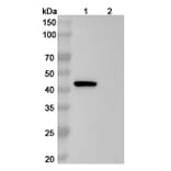 SDS-PAGE - Anti-PAI 1 Antibody [CT14] Biosimilar - BSA and Azide free (A340166) - Antibodies.com