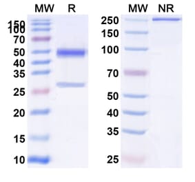 SDS-PAGE - Anti-PAI 1 Antibody [MEDI-579] Biosimilar - BSA and Azide free (A340167) - Antibodies.com