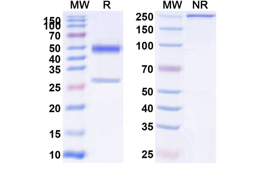 SDS-PAGE - Anti-PAI 1 Antibody [MEDI-579] Biosimilar - BSA and Azide free (A340167) - Antibodies.com