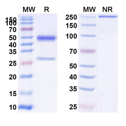 SDS-PAGE - Anti-PAI 1 Antibody [MEDI-579] Biosimilar - BSA and Azide free (A340167) - Antibodies.com