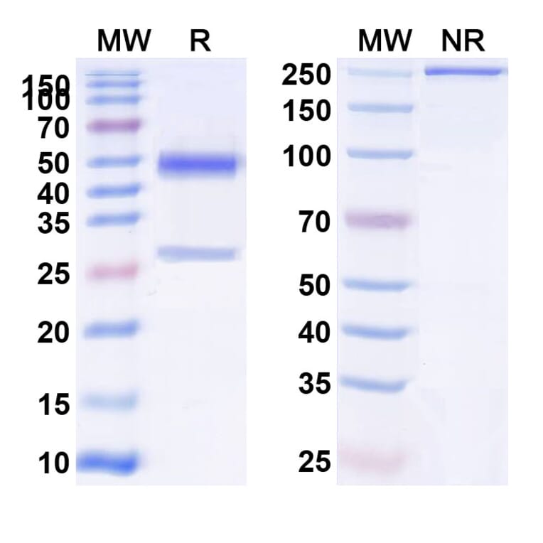 SDS-PAGE - Anti-PAI 1 Antibody [MEDI-579] Biosimilar - BSA and Azide free (A340167) - Antibodies.com