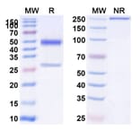 SDS-PAGE - Anti-PAI 1 Antibody [MEDI-579] Biosimilar - BSA and Azide free (A340167) - Antibodies.com