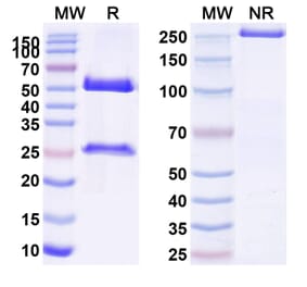 SDS-PAGE - Anti-P-Cadherin Antibody [FF-2111] Biosimilar - BSA and Azide free (A340168) - Antibodies.com