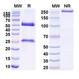 SDS-PAGE - Anti-P-Cadherin Antibody [FF-2111] Biosimilar - BSA and Azide free (A340168) - Antibodies.com
