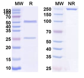 SDS-PAGE - Anti-P-Cadherin Antibody [PCA62] Biosimilar - BSA and Azide free (A340169) - Antibodies.com