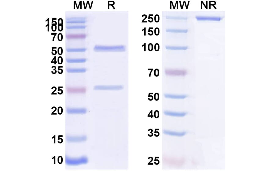 SDS-PAGE - Anti-P-Cadherin Antibody [PCA62] Biosimilar - BSA and Azide free (A340169) - Antibodies.com