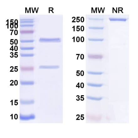 SDS-PAGE - Anti-P-Cadherin Antibody [PCA62] Biosimilar - BSA and Azide free (A340169) - Antibodies.com