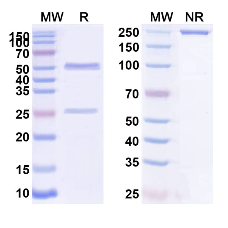 SDS-PAGE - Anti-P-Cadherin Antibody [PCA62] Biosimilar - BSA and Azide free (A340169) - Antibodies.com