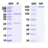 SDS-PAGE - Anti-P-Cadherin Antibody [PCA62] Biosimilar - BSA and Azide free (A340169) - Antibodies.com