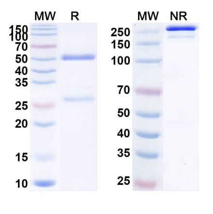 SDS-PAGE - Anti-PCSK9 Antibody [GM-23] Biosimilar - BSA and Azide free (A340172) - Antibodies.com