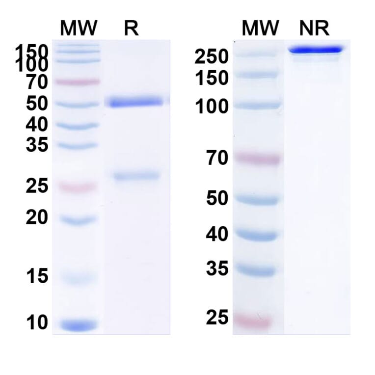 SDS-PAGE - Anti-PCSK9 Antibody [RG7652] Biosimilar - BSA and Azide free (A340173) - Antibodies.com