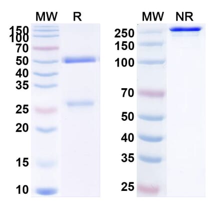 SDS-PAGE - Anti-PCSK9 Antibody [MLB31] Biosimilar - BSA and Azide free (A340174) - Antibodies.com